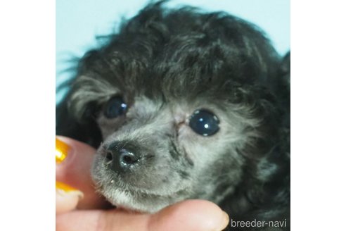 成約済の山梨県のティーカッププードル-340715の8枚目